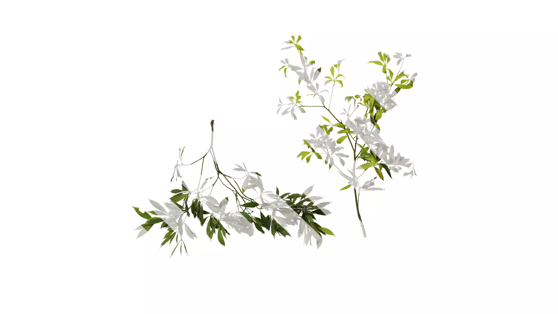 Anydrafts Phoebe Atlas 04 Texture_0