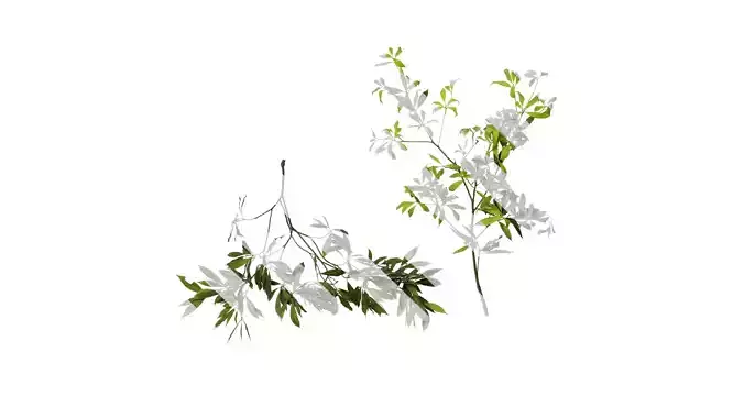 Anydrafts Phoebe Atlas 04