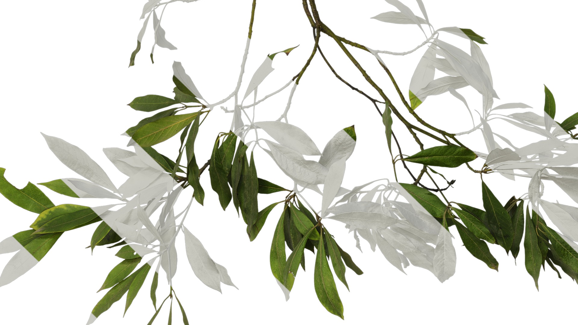 Anydrafts Phoebe Atlas 04 Texture_5