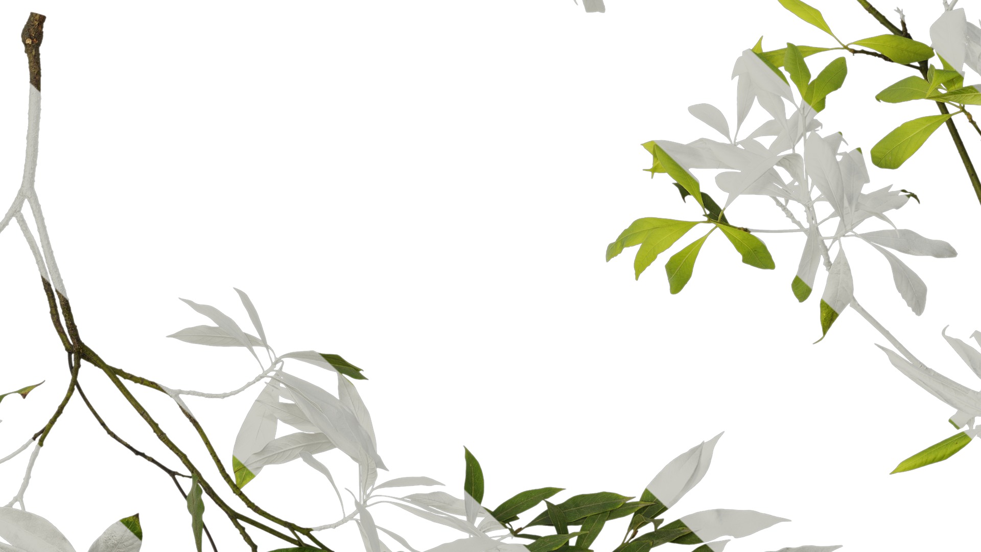 Anydrafts Phoebe Atlas 04 Texture_7