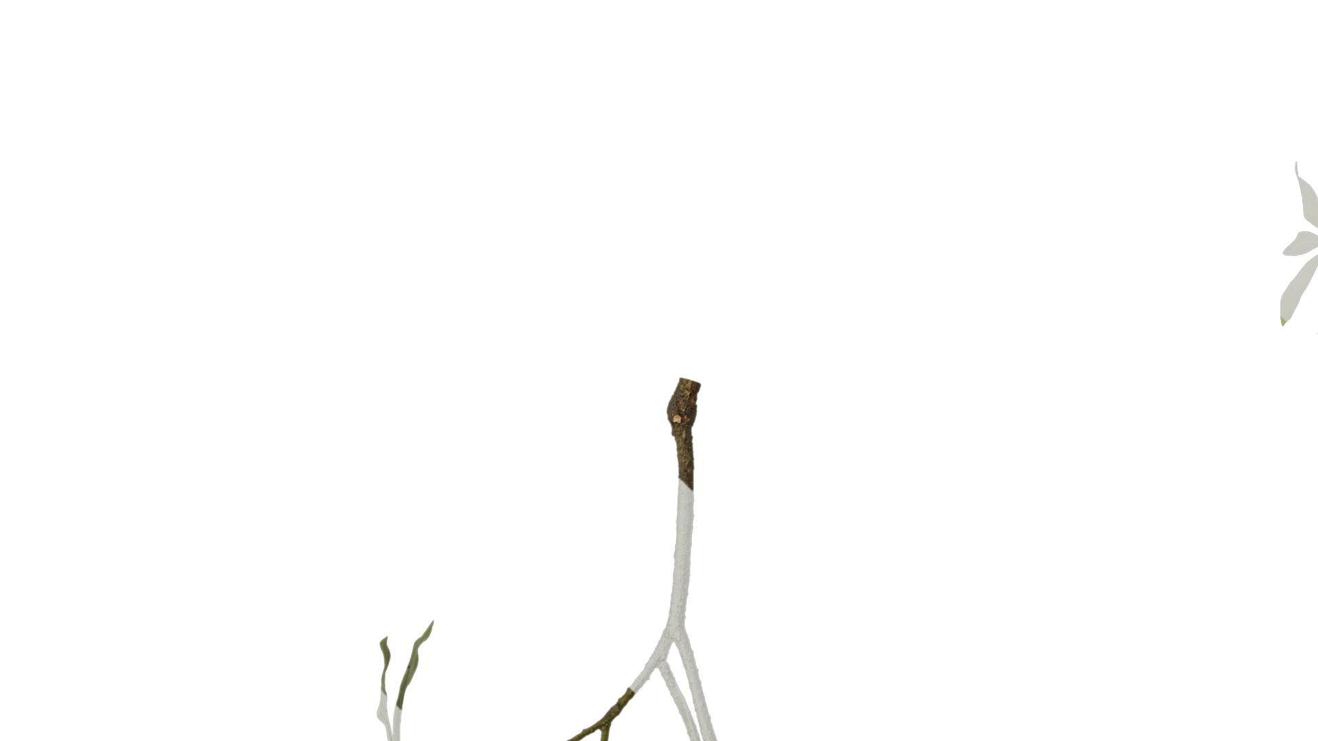 Anydrafts Phoebe Atlas 04 Texture_3