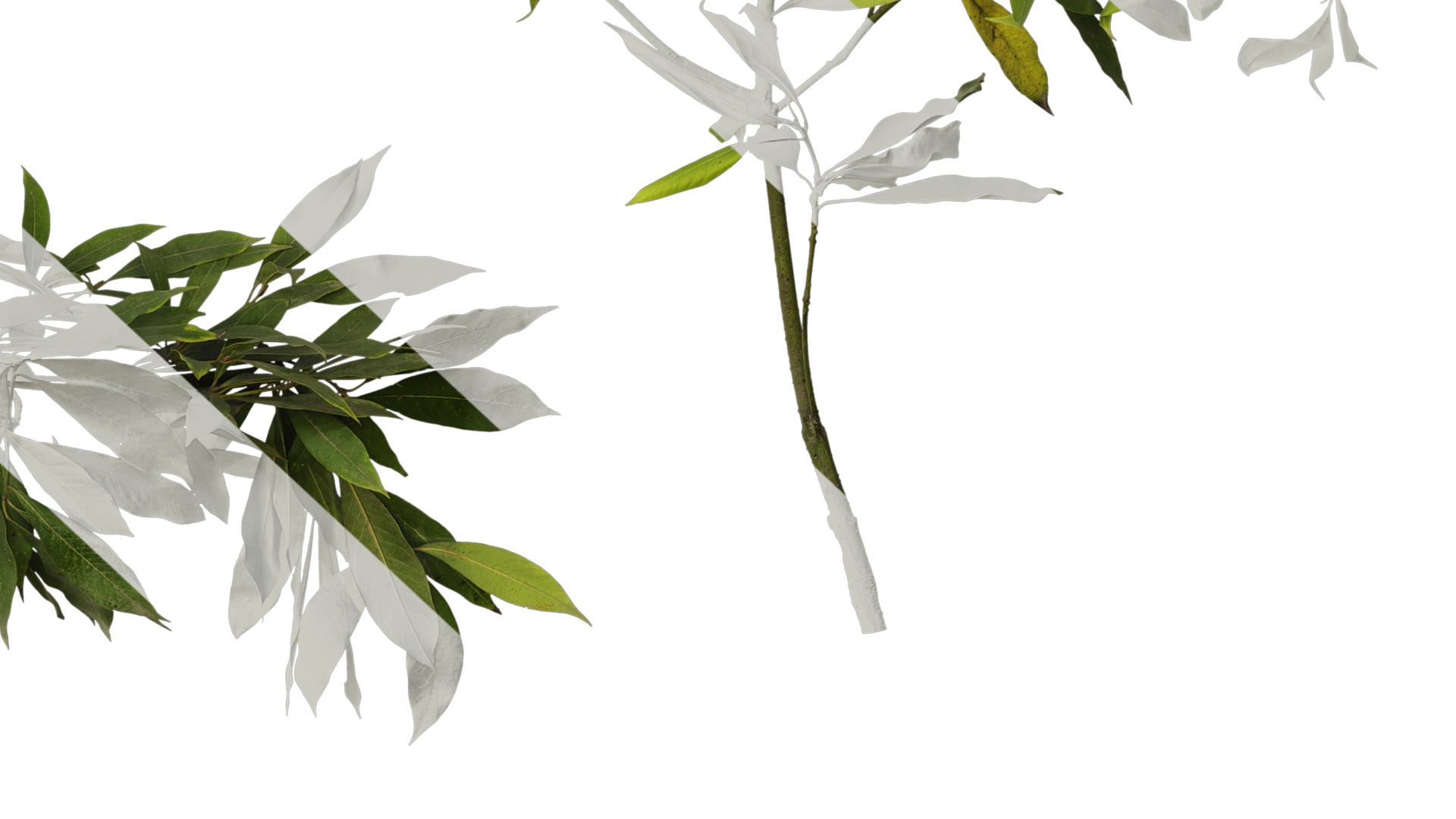 Anydrafts Phoebe Atlas 04 Texture_6