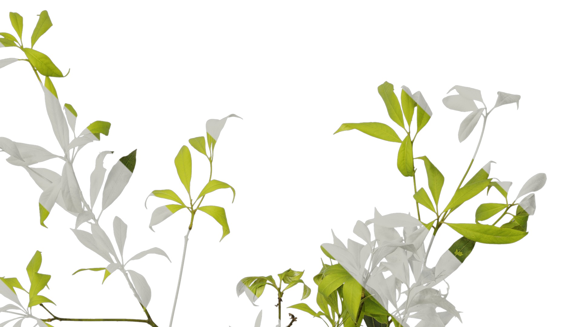 Anydrafts Phoebe Atlas 04 Texture_2