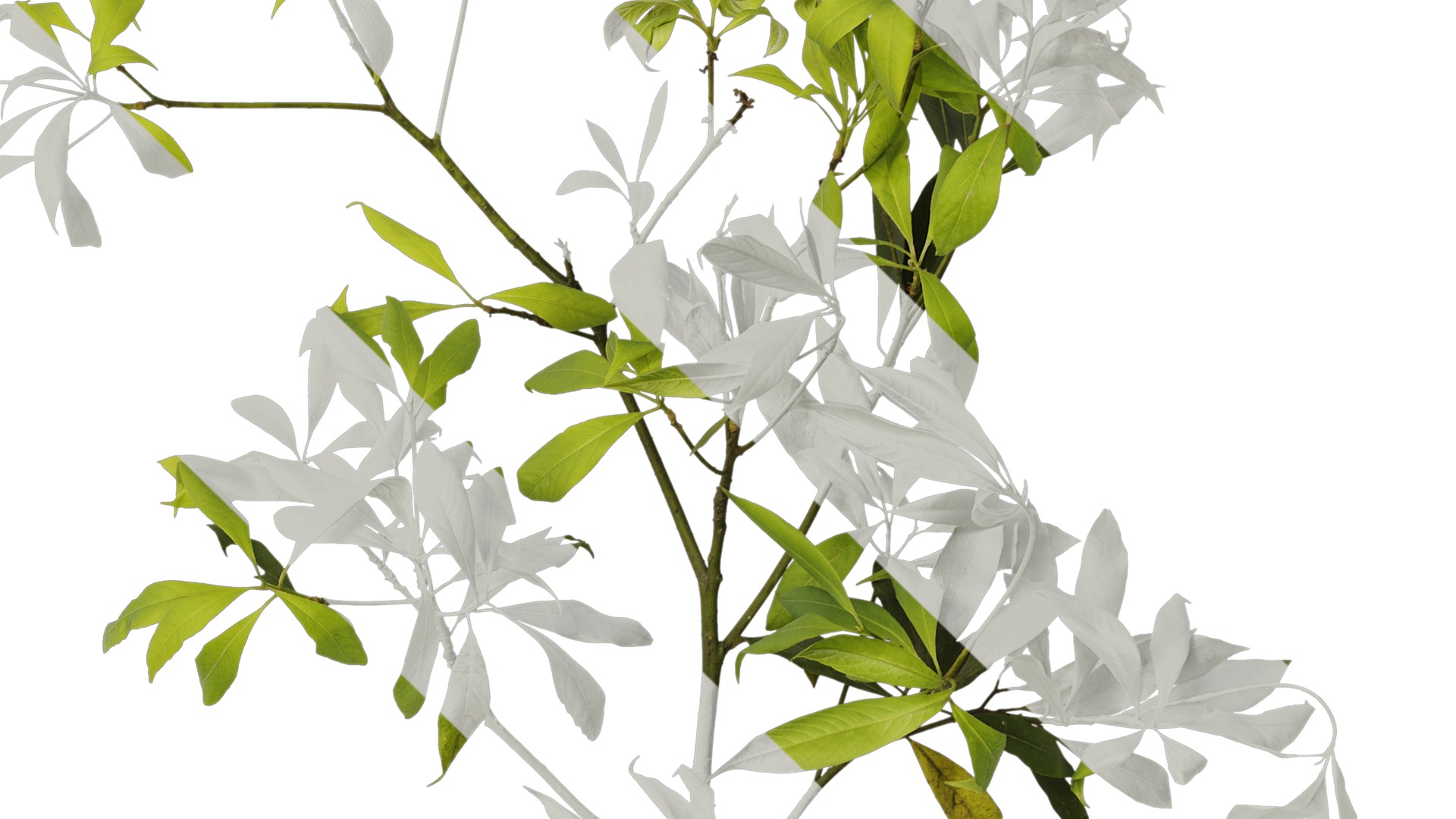 Anydrafts Phoebe Atlas 04 Texture_4