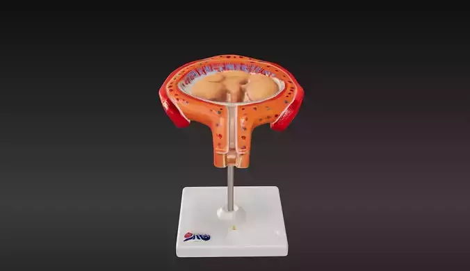 3D Model of 4th Month Human Embryo 3D print model