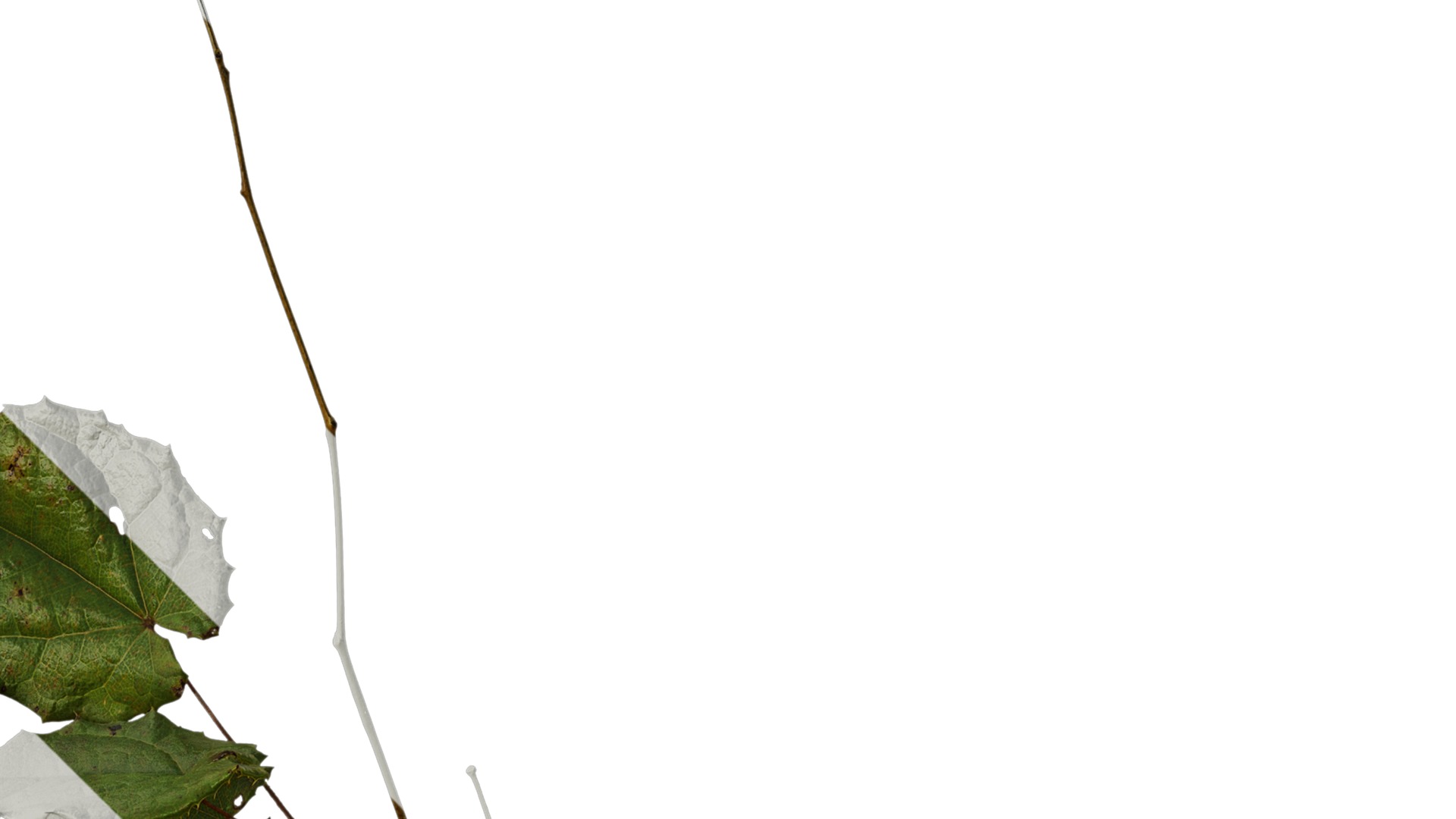 Anydrafts Epimedium brevicornu Atlas 02 Texture_2