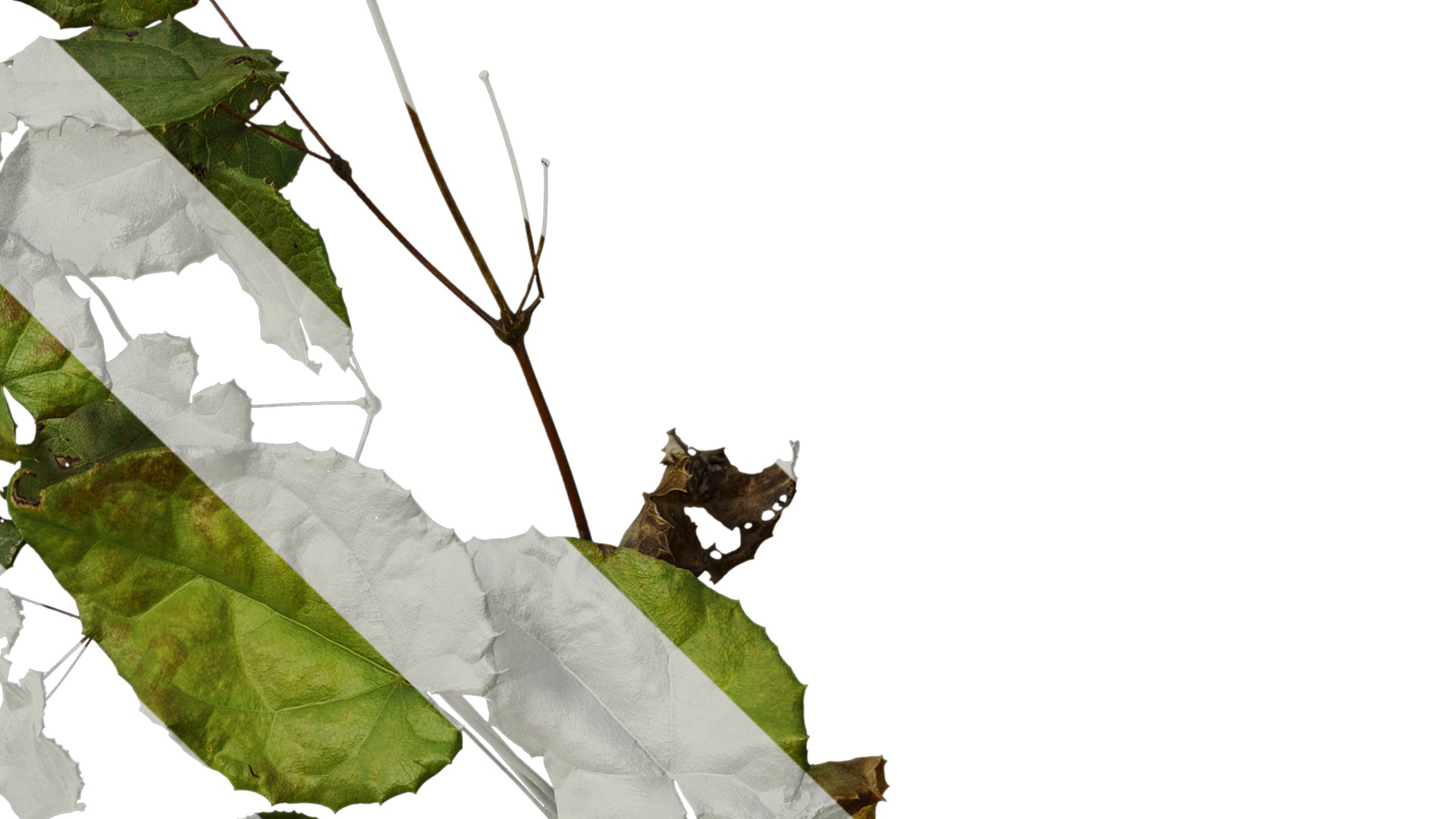 Anydrafts Epimedium brevicornu Atlas 02 Texture_4