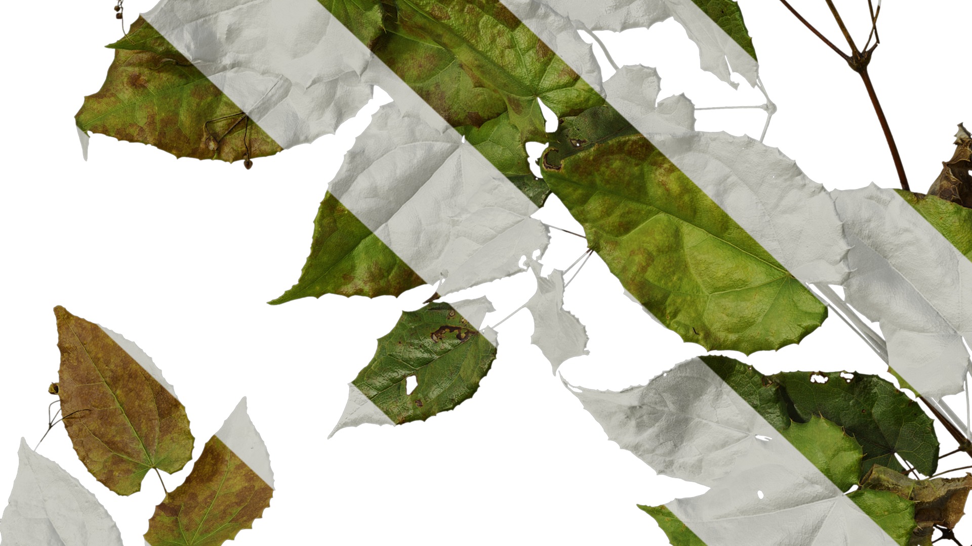 Anydrafts Epimedium brevicornu Atlas 02 Texture_7