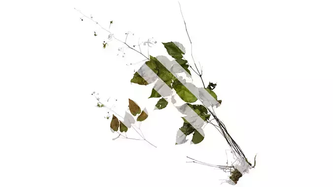 Anydrafts Epimedium brevicornu Atlas 02