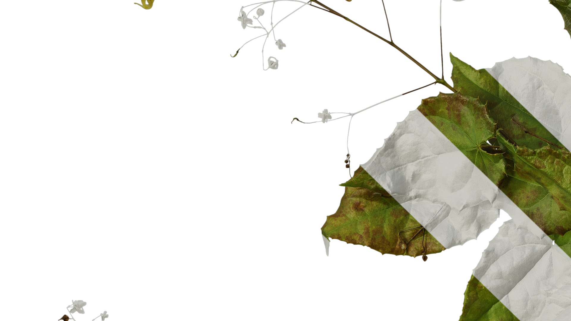 Anydrafts Epimedium brevicornu Atlas 02 Texture_3