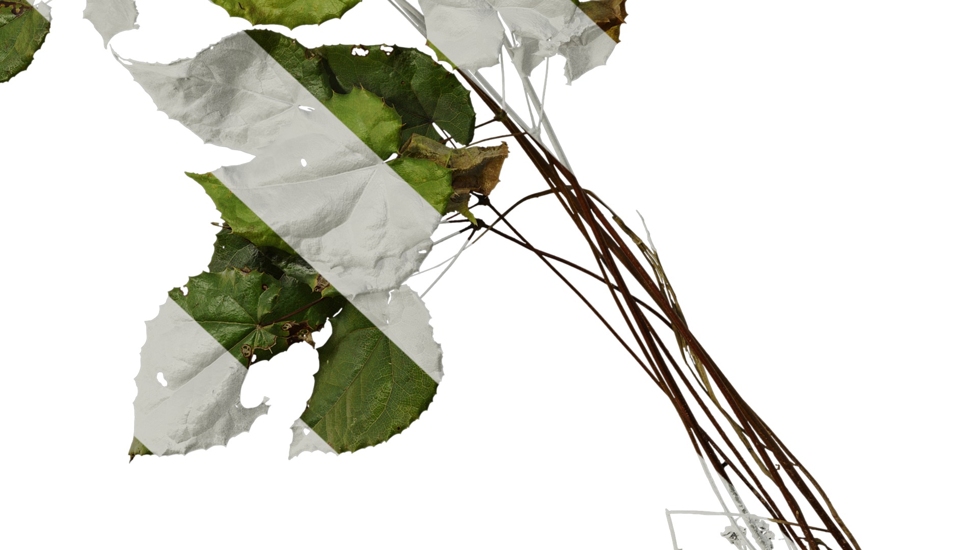 Anydrafts Epimedium brevicornu Atlas 02 Texture_6