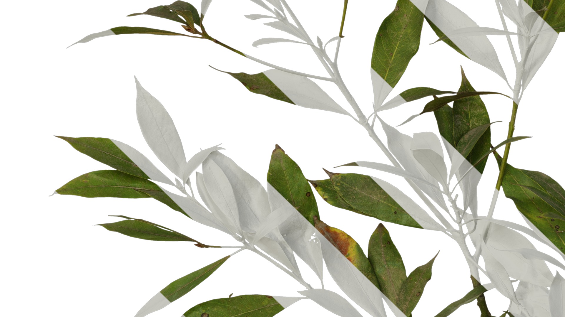 Anydrafts Phoebe Atlas 06 Texture_3