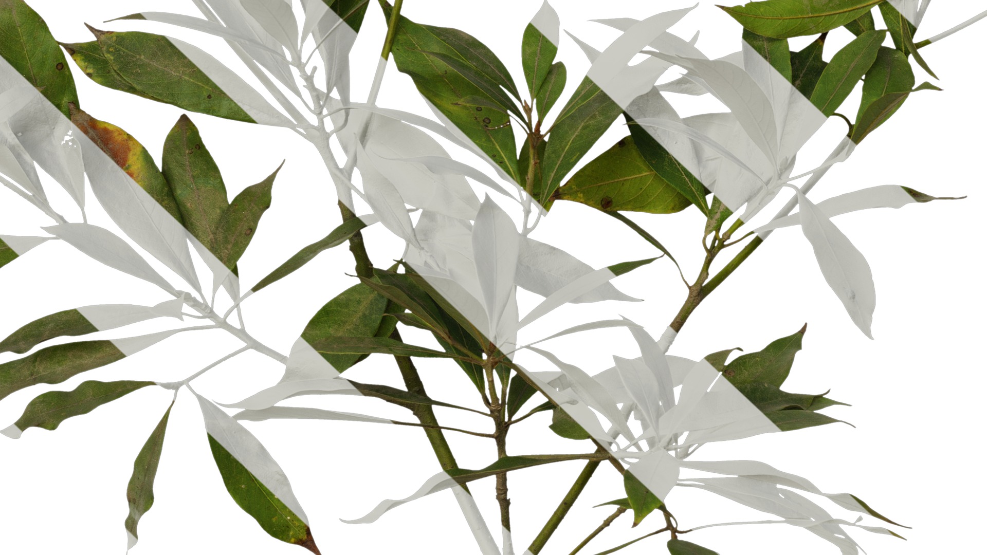 Anydrafts Phoebe Atlas 06 Texture_7