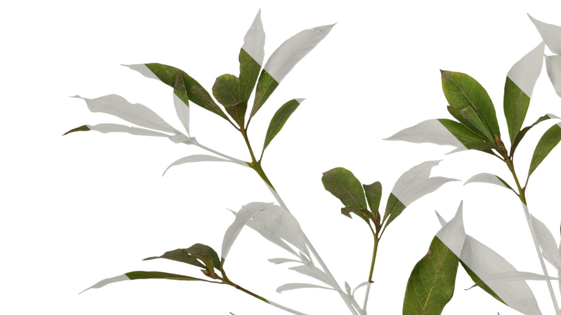 Anydrafts Phoebe Atlas 06 Texture_1