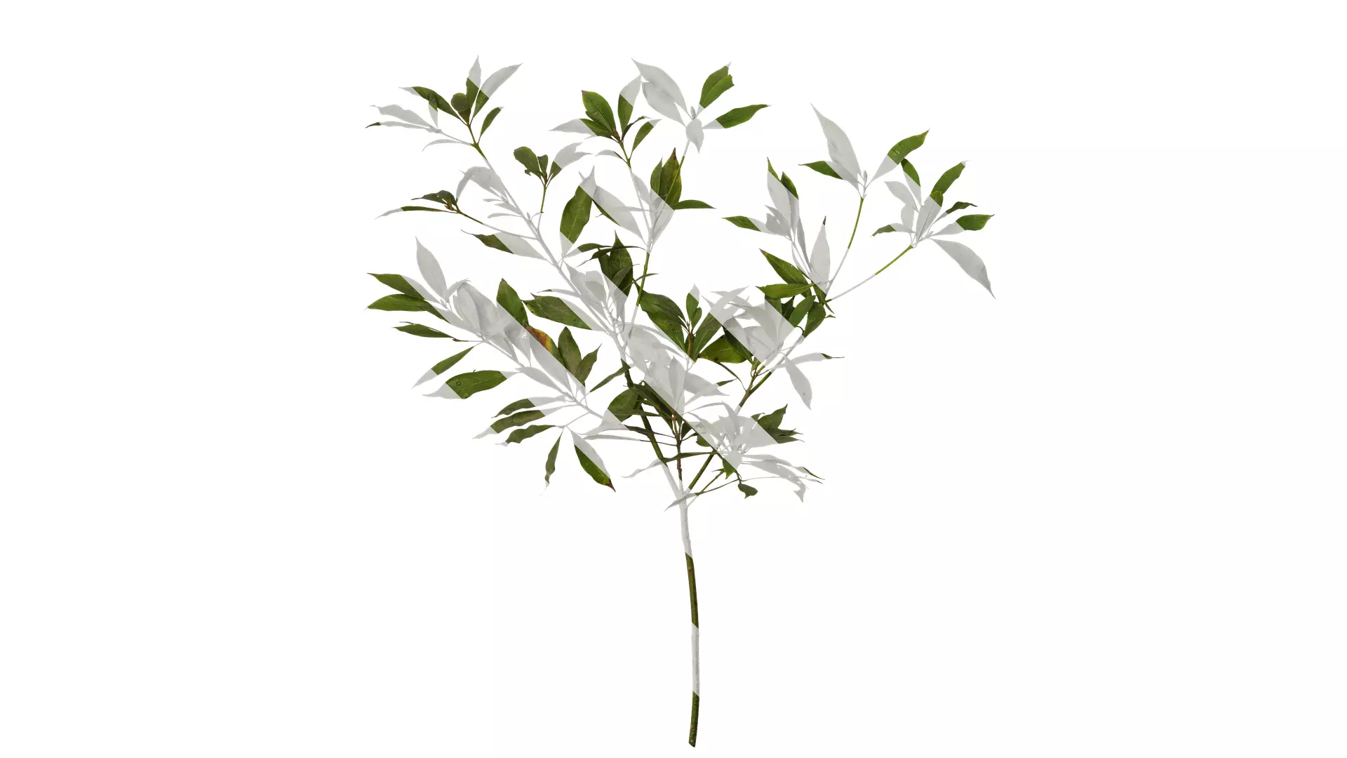 Anydrafts Phoebe Atlas 06 Texture_0