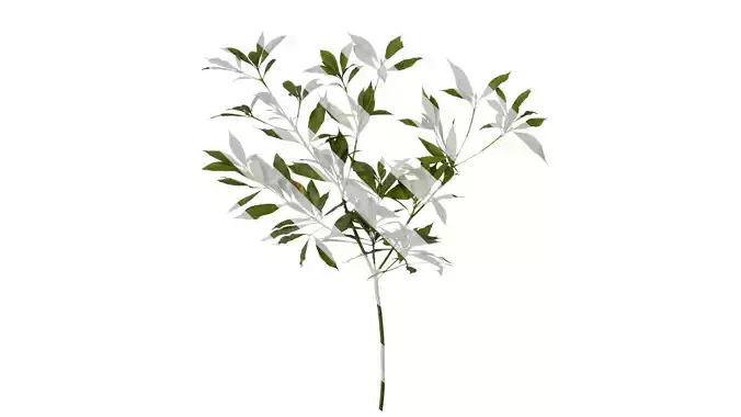 Anydrafts Phoebe Atlas 06