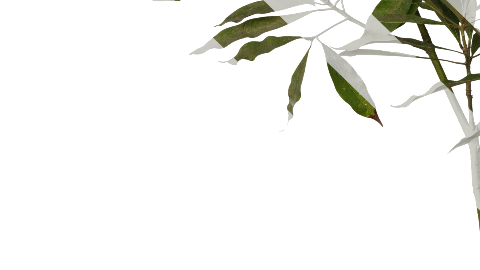 Anydrafts Phoebe Atlas 06 Texture_5