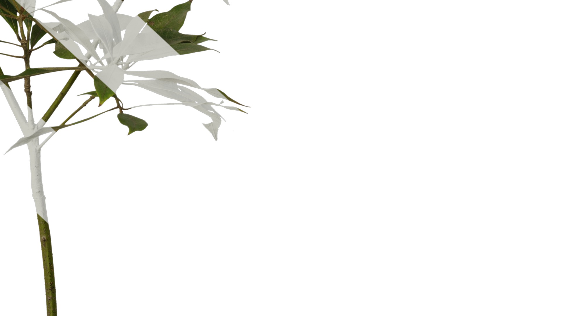 Anydrafts Phoebe Atlas 06 Texture_6