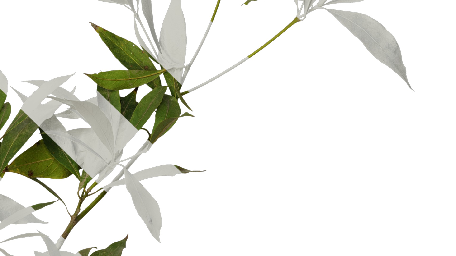 Anydrafts Phoebe Atlas 06 Texture_4