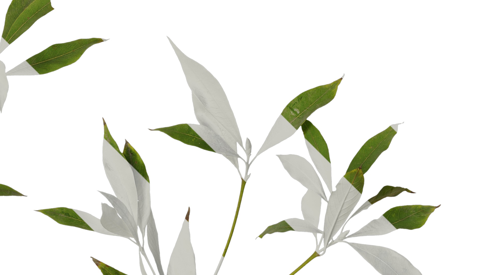 Anydrafts Phoebe Atlas 06 Texture_2