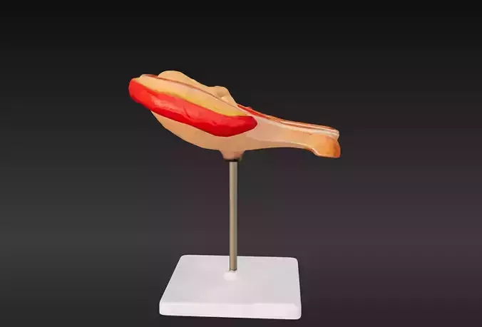 3D Model of 5th Month Human Embryo