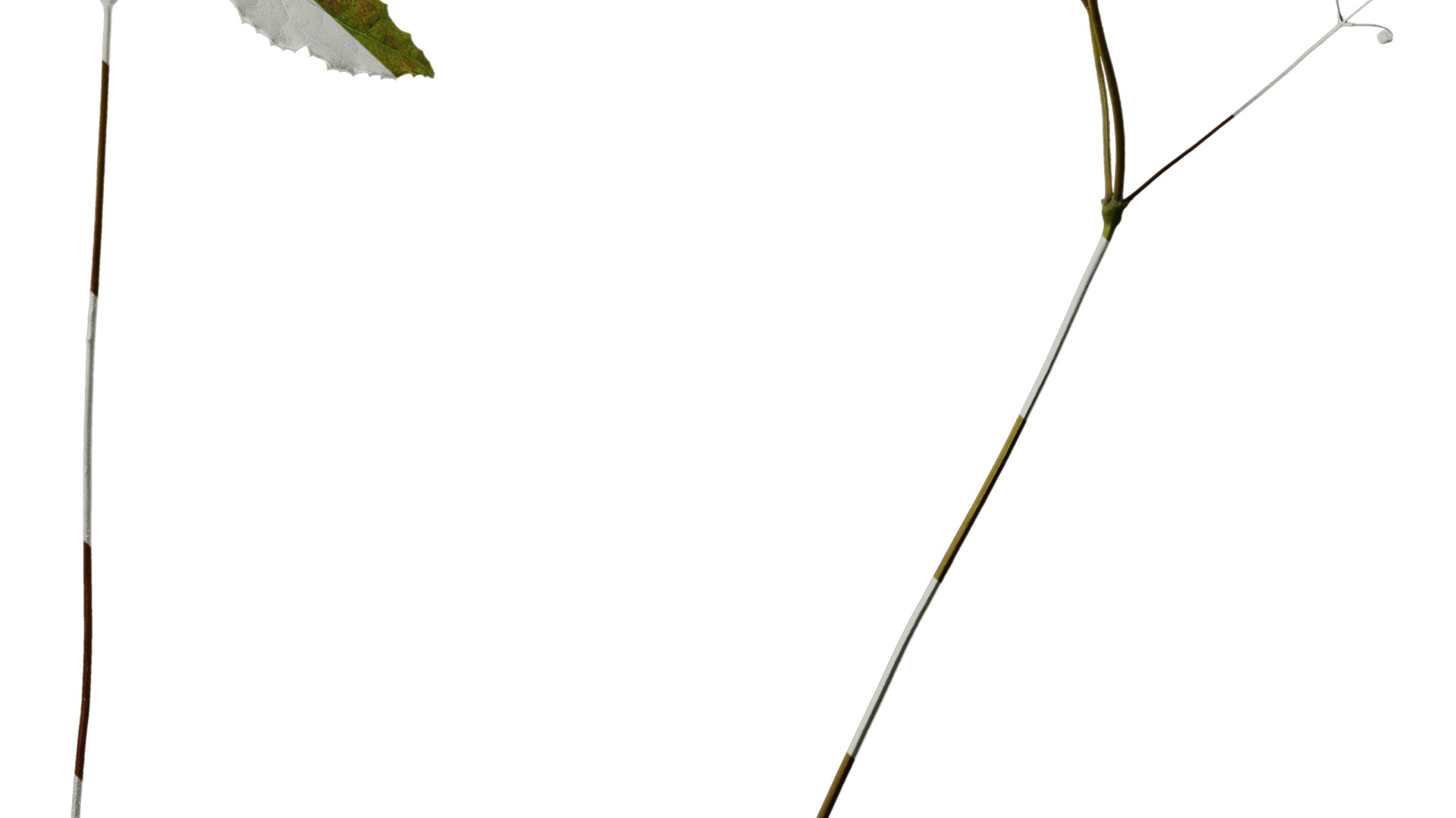 Anydrafts Epimedium brevicornu Atlas 03 Texture_6