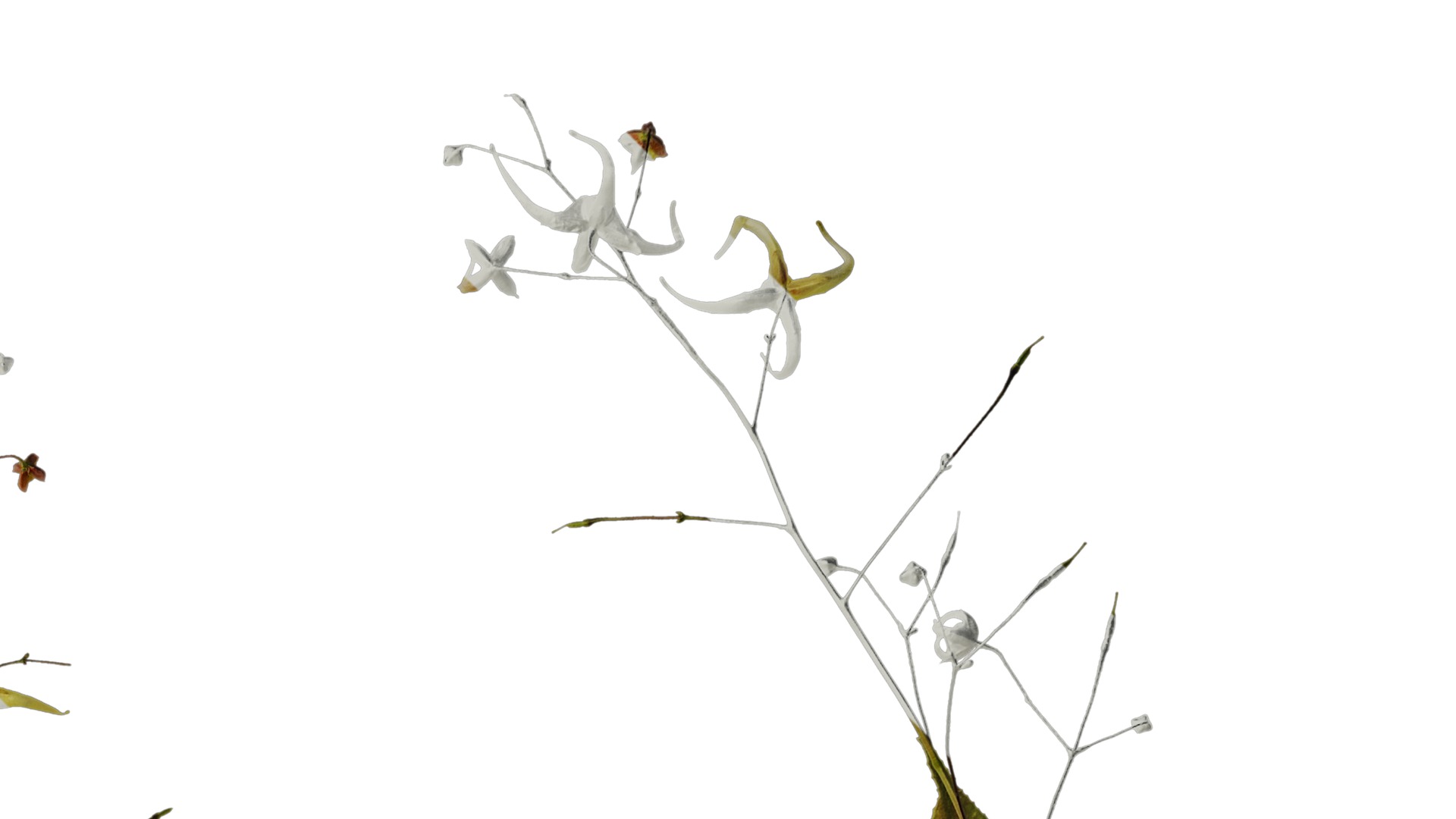 Anydrafts Epimedium brevicornu Atlas 03 Texture_2