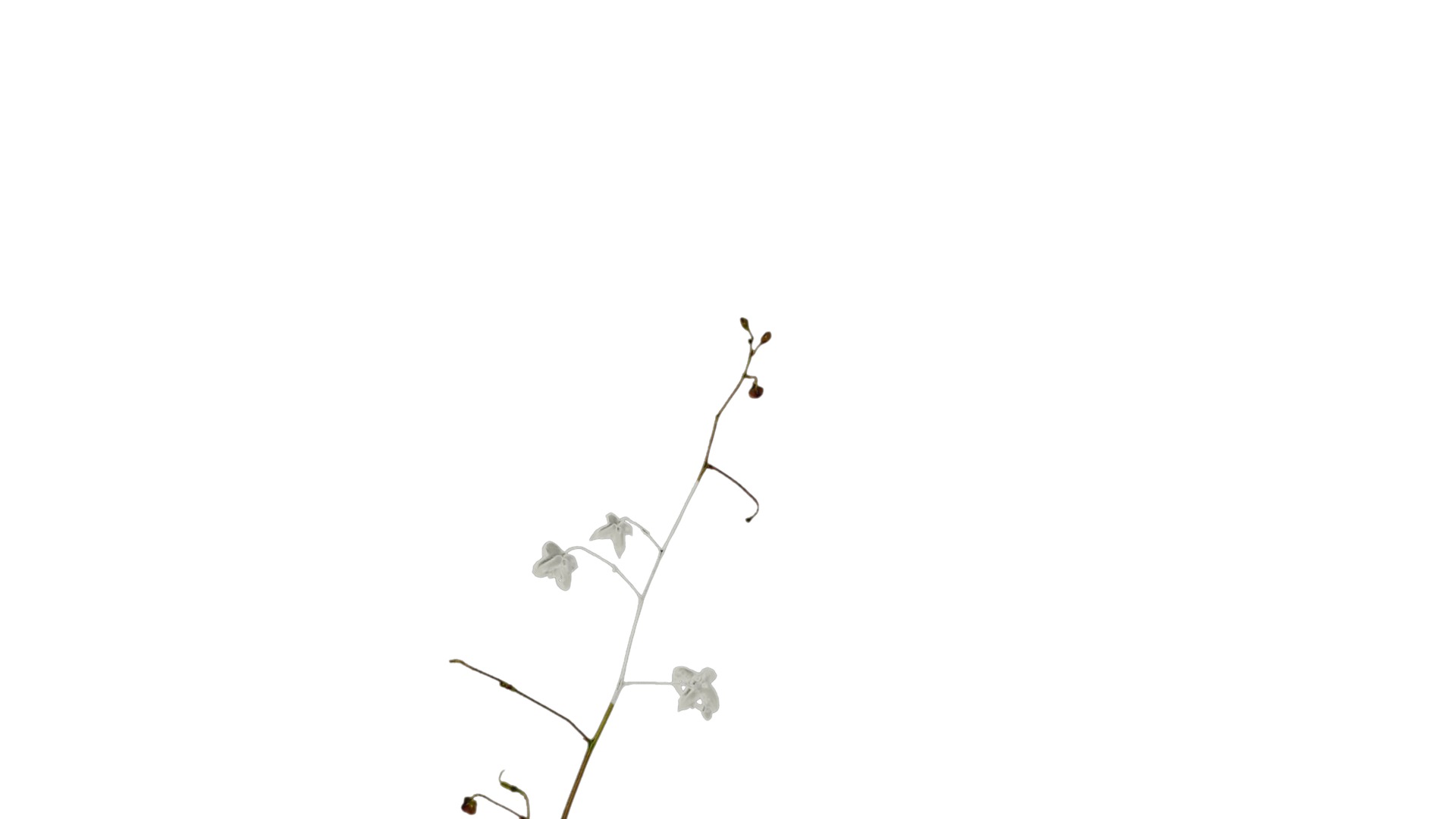 Anydrafts Epimedium brevicornu Atlas 03 Texture_1