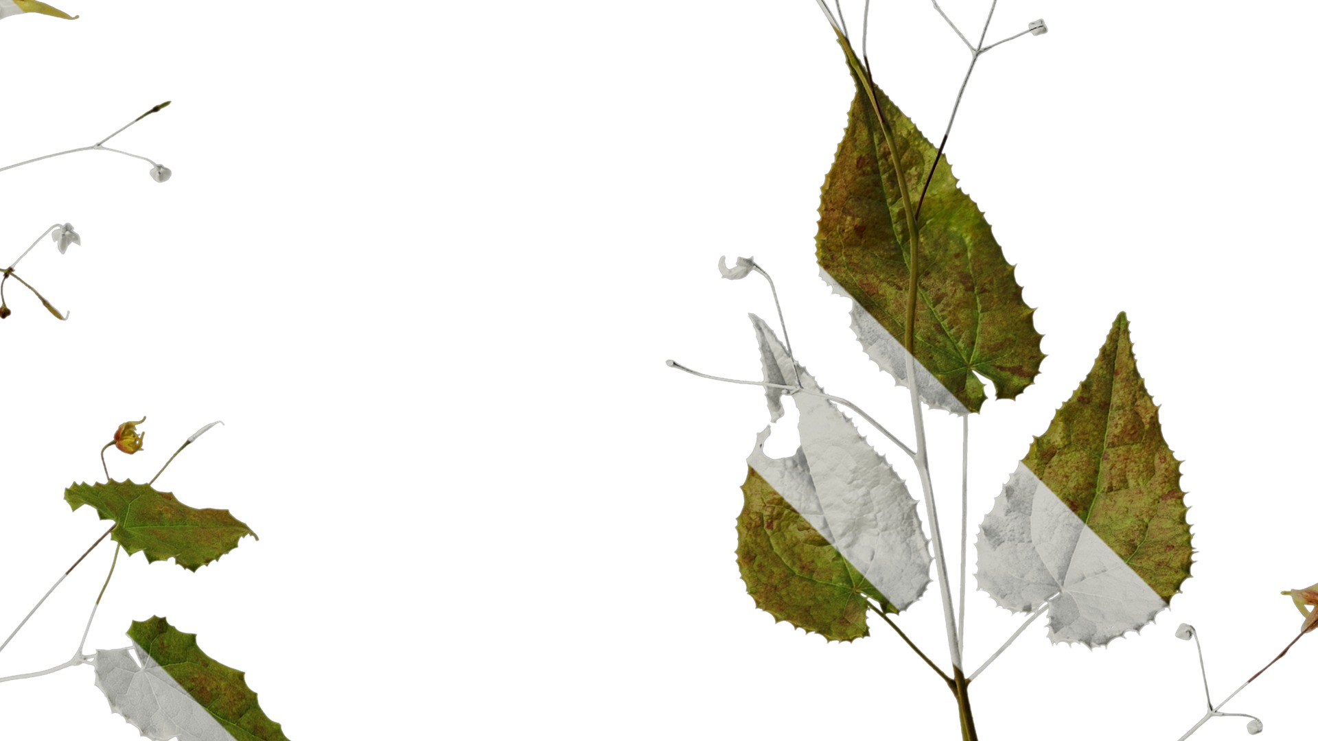 Anydrafts Epimedium brevicornu Atlas 03 Texture_4