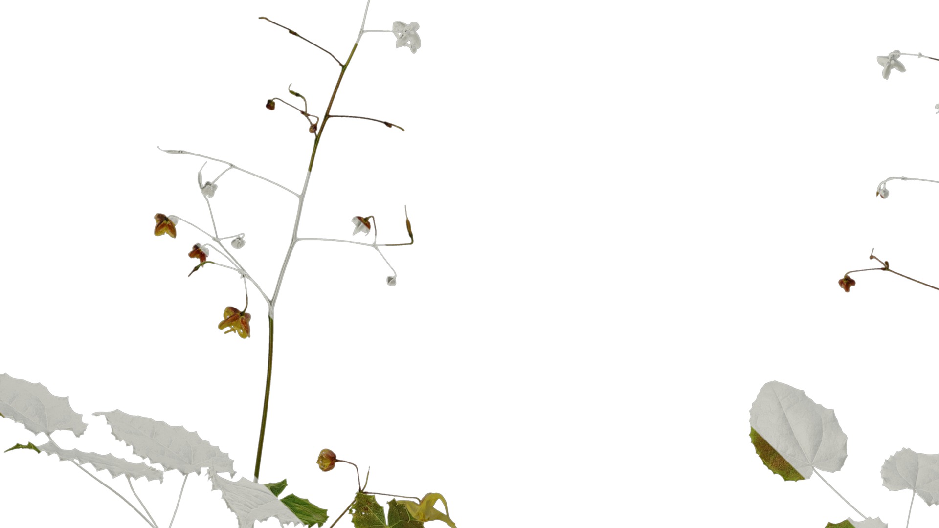 Anydrafts Epimedium brevicornu Atlas 03 Texture_3