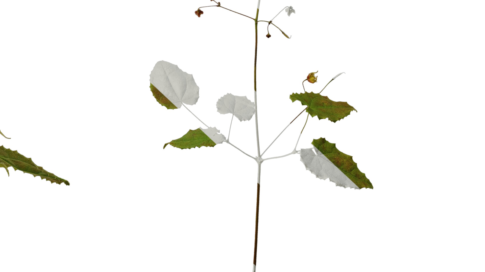 Anydrafts Epimedium brevicornu Atlas 03 Texture_7