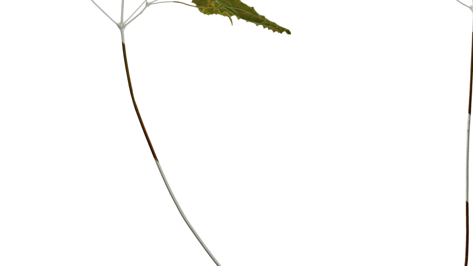 Anydrafts Epimedium brevicornu Atlas 03 Texture_5