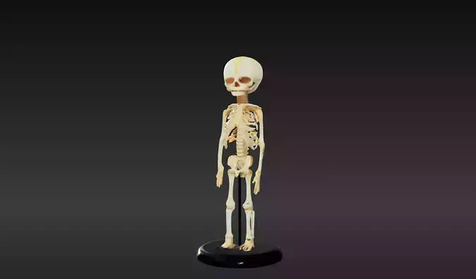 3D Model of 30-Week Old Fetus Skeleton