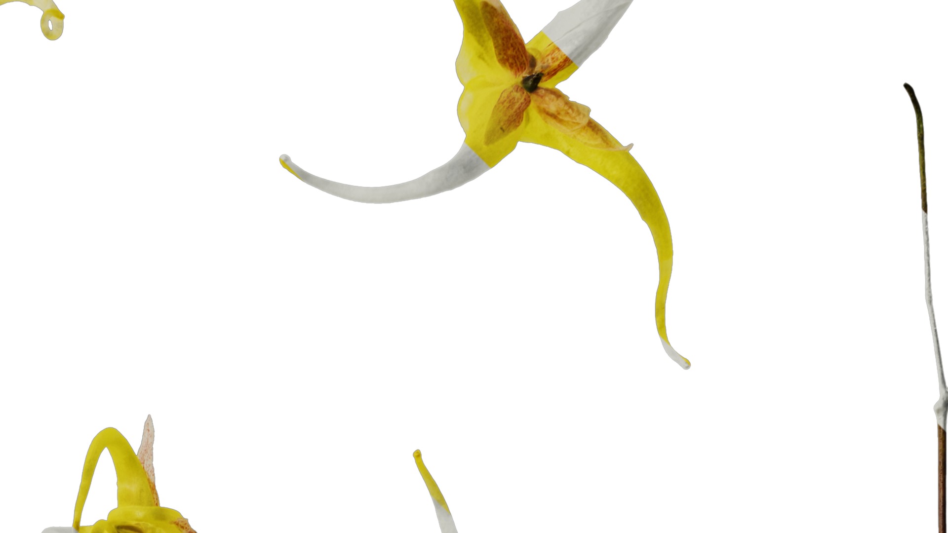 Anydrafts Epimedium brevicornu Flower 01 Texture_2