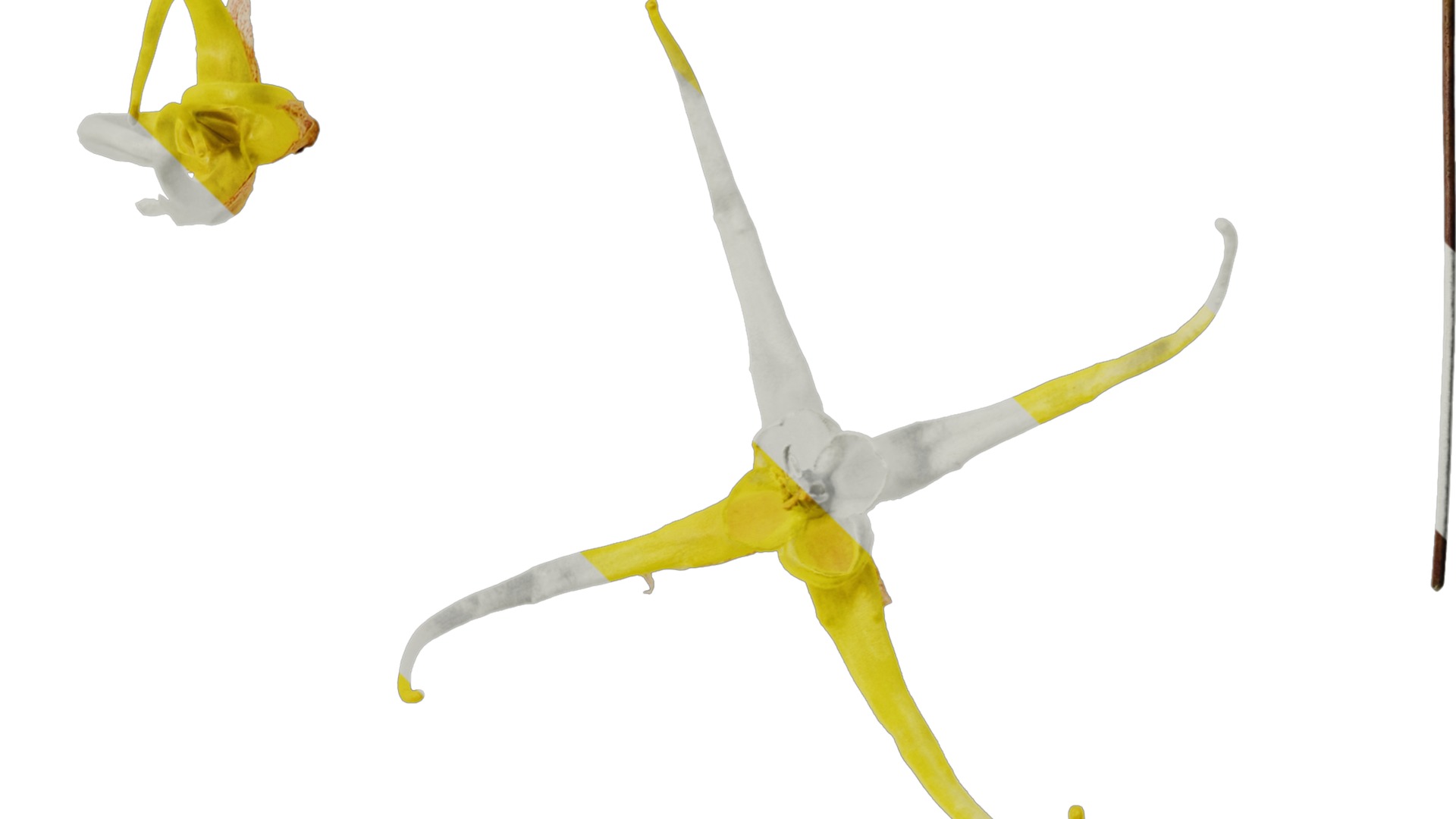 Anydrafts Epimedium brevicornu Flower 01 Texture_4