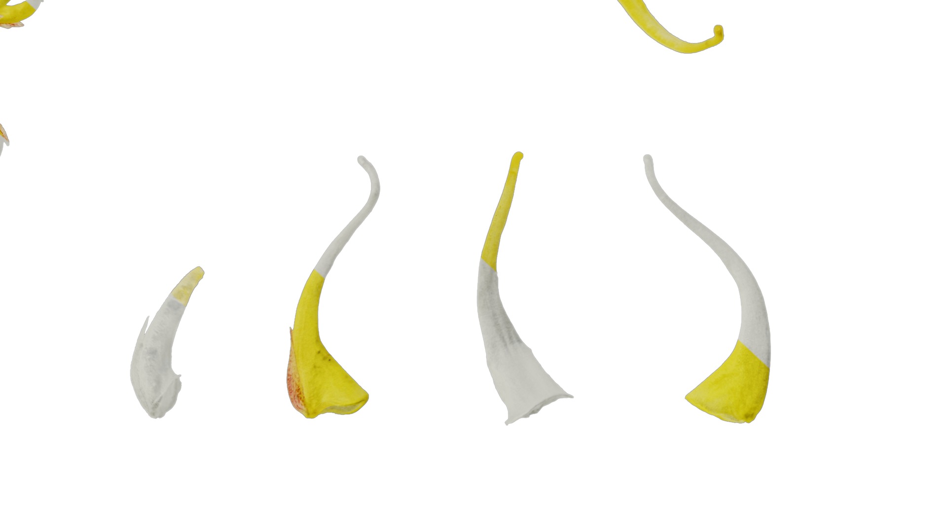 Anydrafts Epimedium brevicornu Flower 01 Texture_6