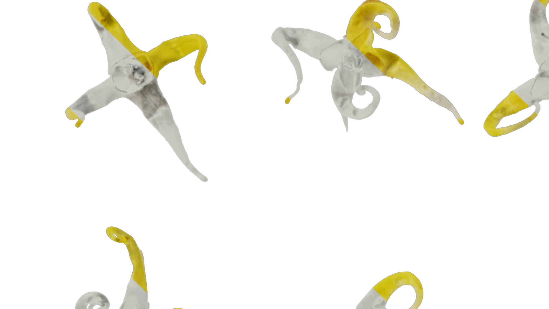 Anydrafts Epimedium brevicornu Flower 01 Texture_1