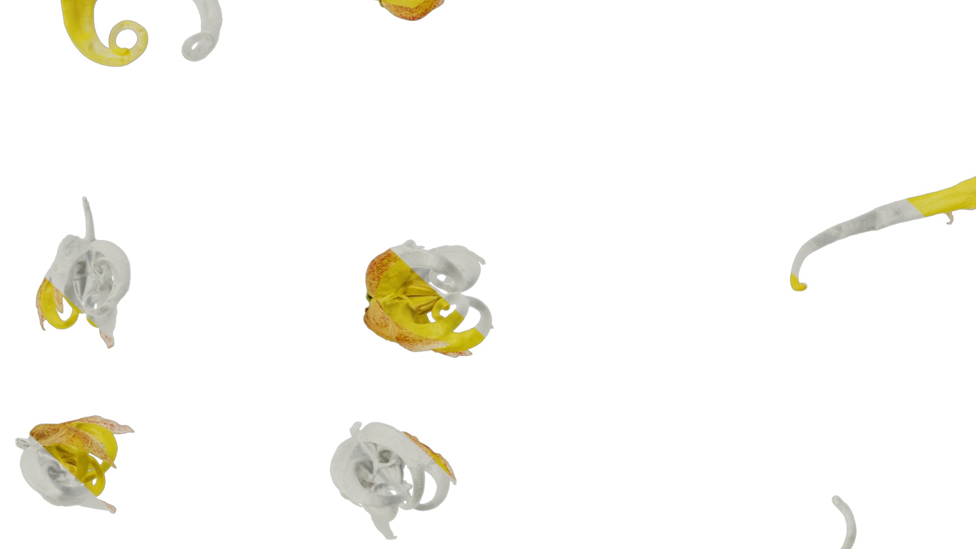 Anydrafts Epimedium brevicornu Flower 01 Texture_7