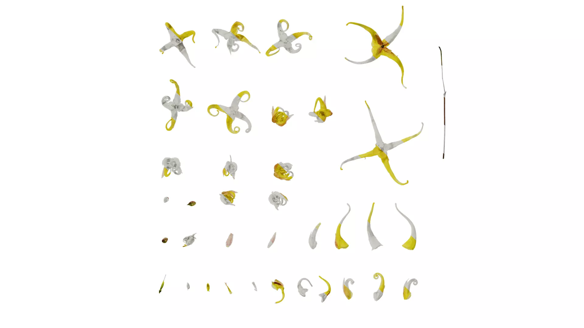 Anydrafts Epimedium brevicornu Flower 01 Texture_0