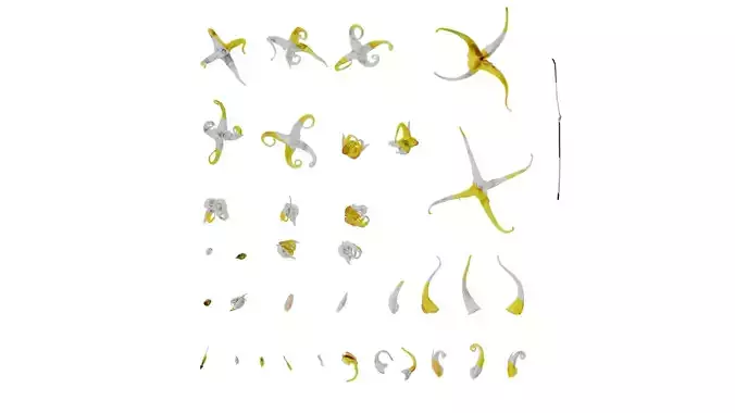 Anydrafts Epimedium brevicornu Flower 01