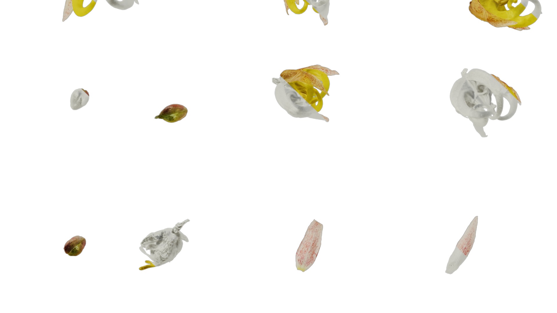 Anydrafts Epimedium brevicornu Flower 01 Texture_5