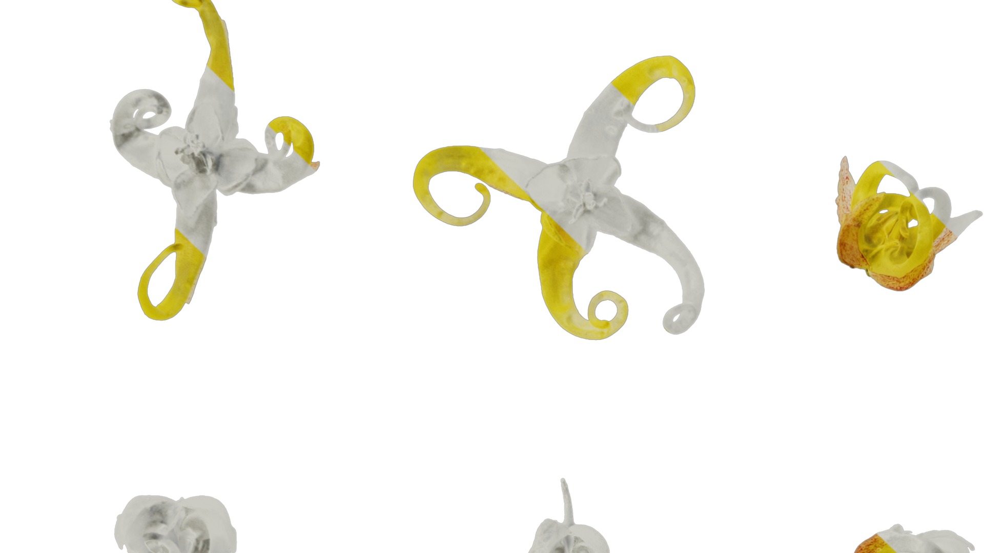 Anydrafts Epimedium brevicornu Flower 01 Texture_3