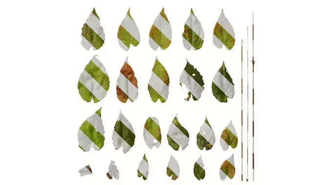 Anydrafts Epimedium brevicornu Leaf 01