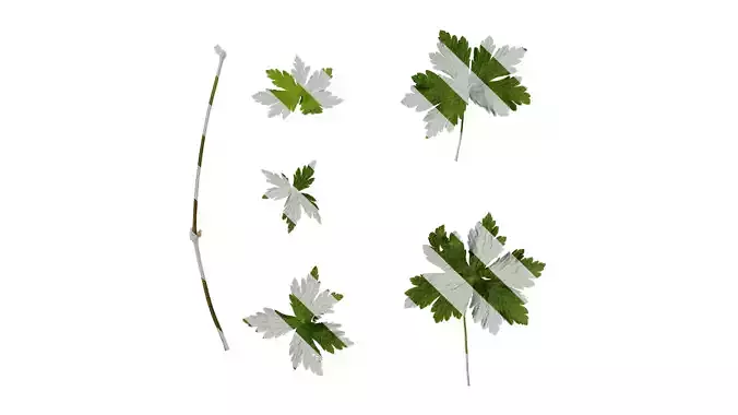 Anydrafts Geranium Atlas 02