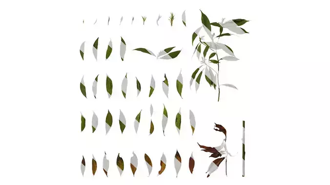 Anydrafts Phoebe zhennan Atlas 01