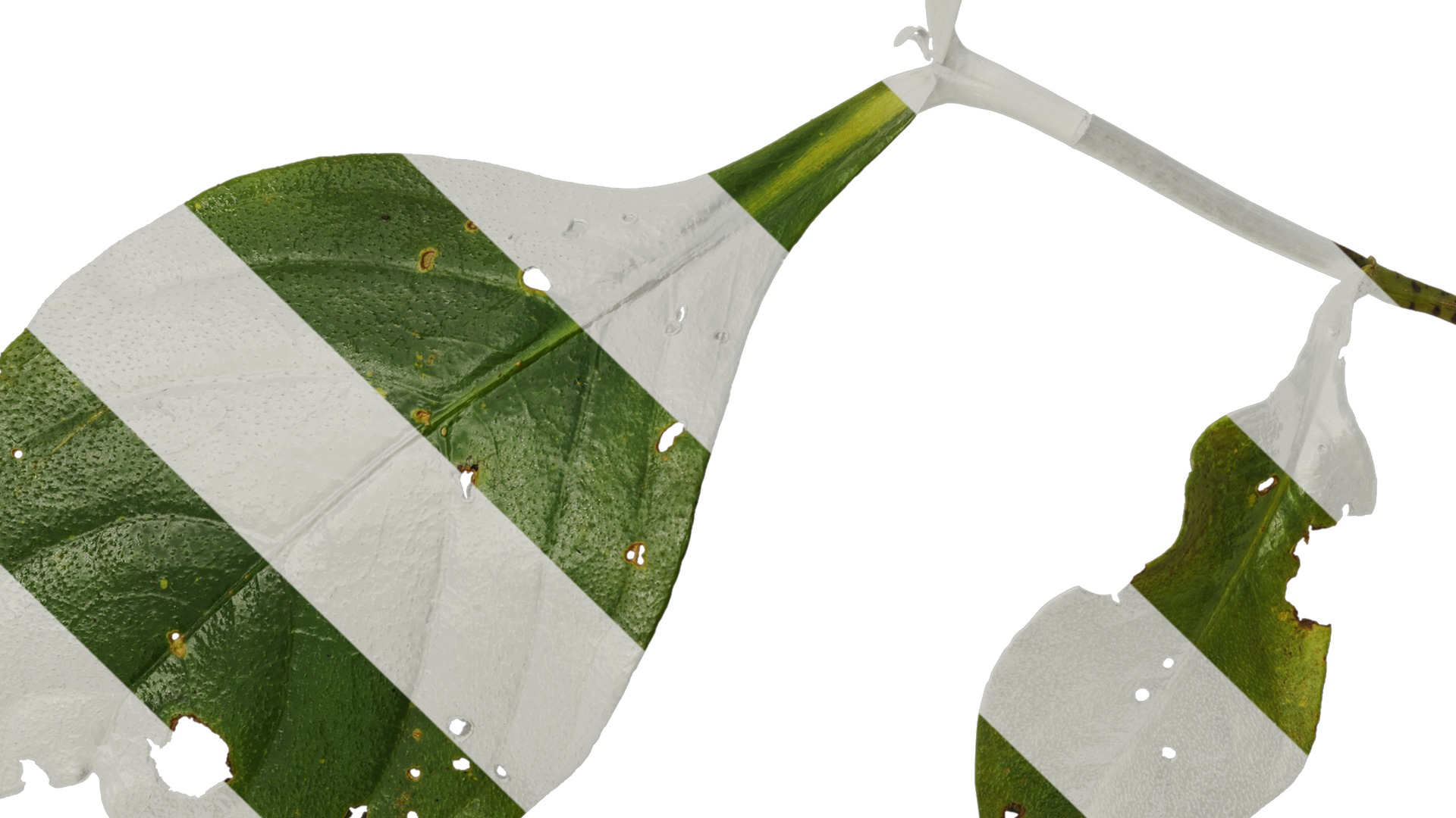 Anydrafts Hemiboea henryi Atlas 01 Texture_5