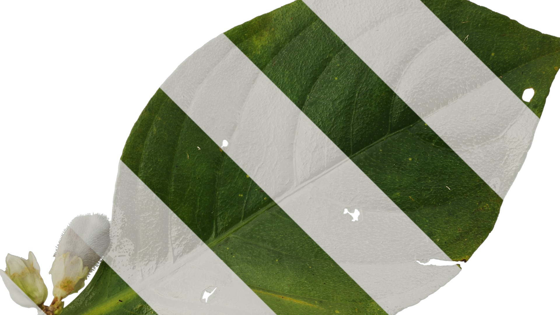 Anydrafts Hemiboea henryi Atlas 01 Texture_2