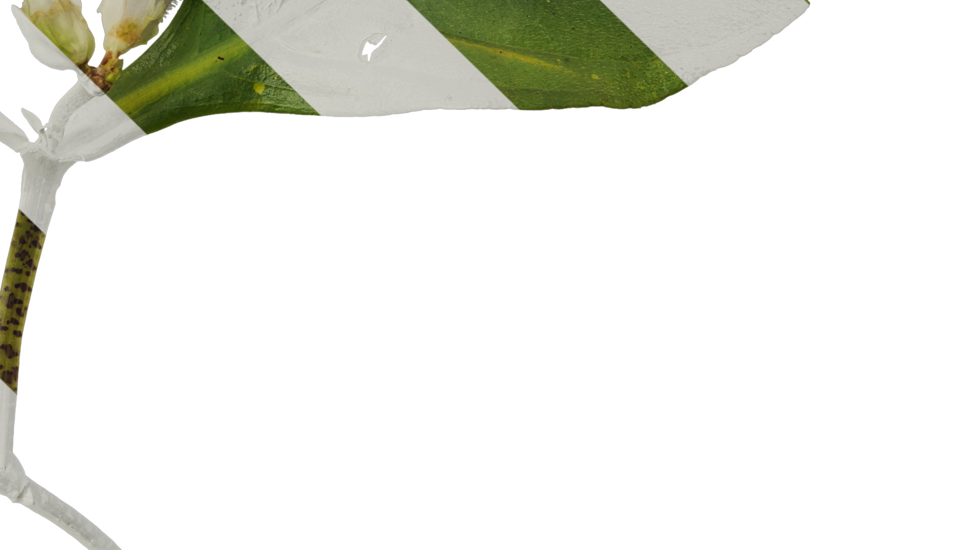 Anydrafts Hemiboea henryi Atlas 01 Texture_4