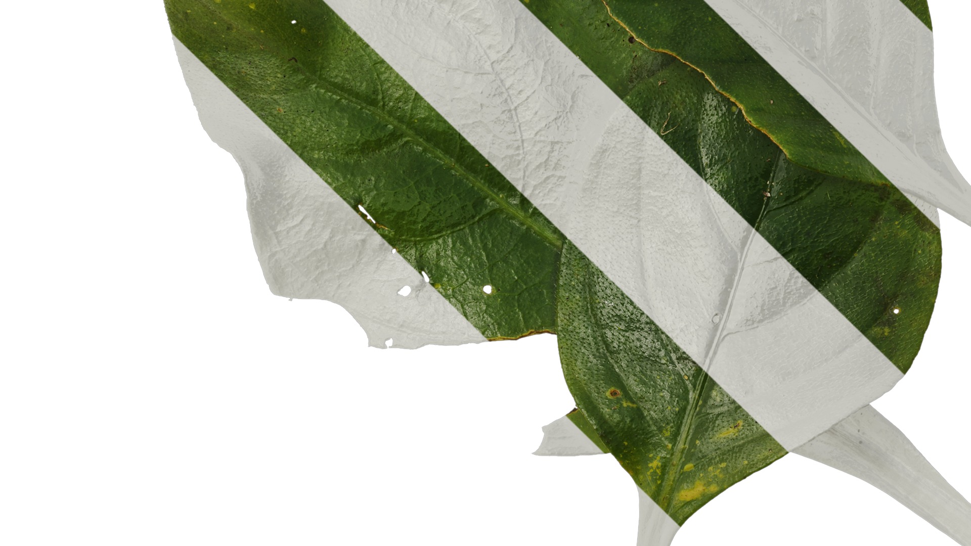 Anydrafts Hemiboea henryi Atlas 01 Texture_3