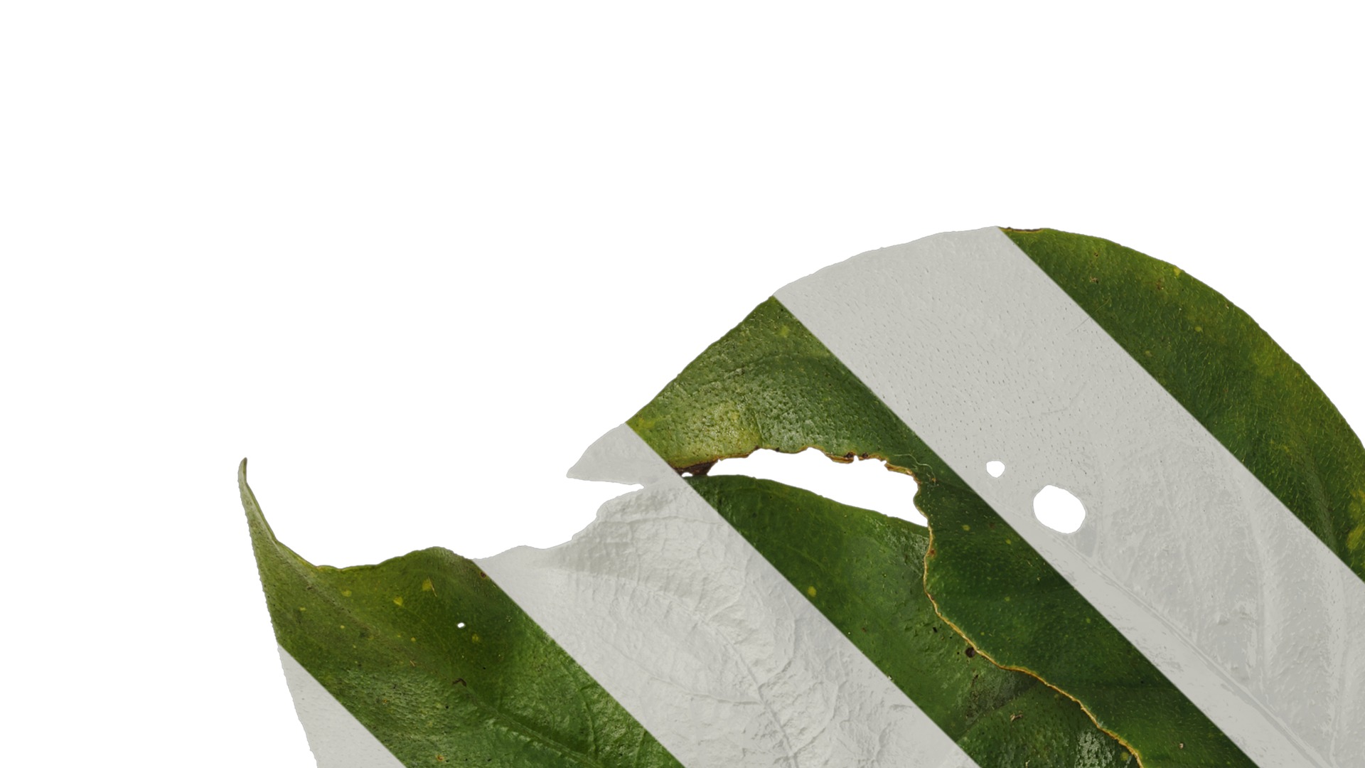 Anydrafts Hemiboea henryi Atlas 01 Texture_1